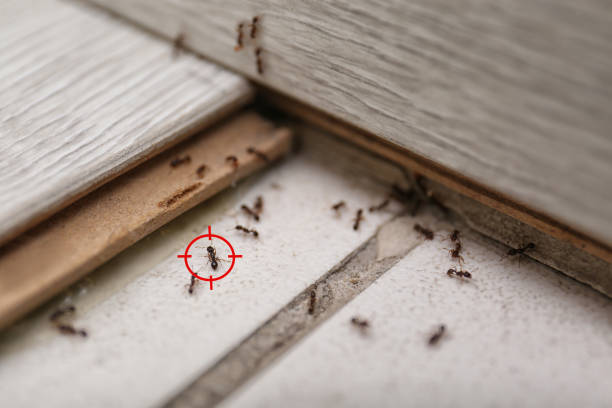 Best Residential Pest Control  in China Lake Acres, CA