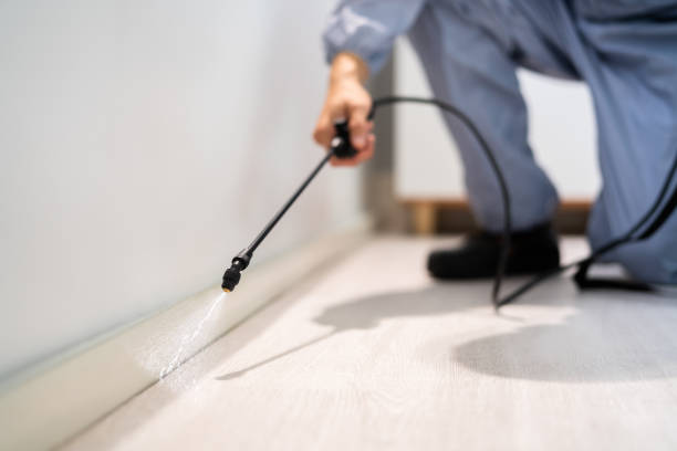 Best Local Pest Control Services  in China Lake Acres, CA