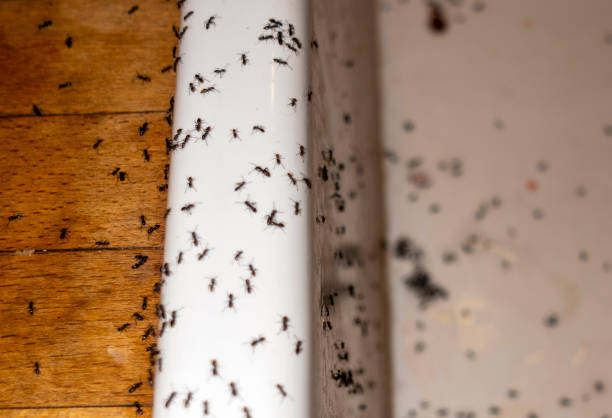 Best Affordable Pest Control Services  in China Lake Acres, CA