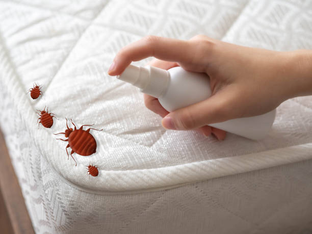 Best Pest Prevention Services  in China Lake Acres, CA