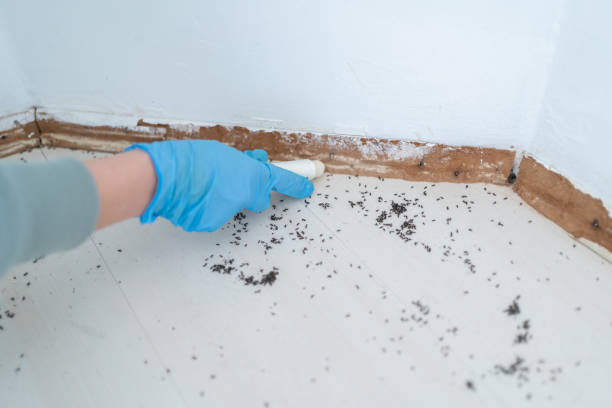 Best Bed Bug Extermination  in China Lake Acres, CA